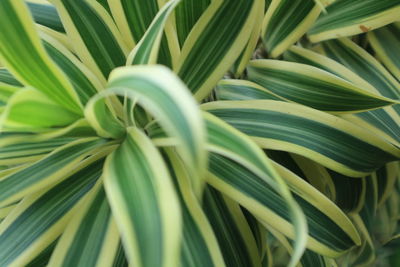 Close-up of palm leaves