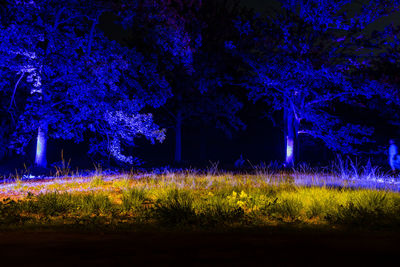 Purple flowering plants on field at night