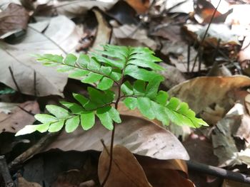 High angle view of leaves on field