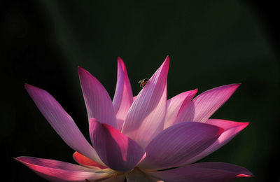 Close-up of pink water lily in lake