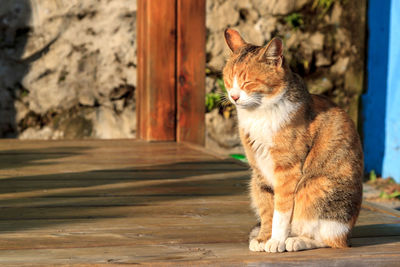 Cat sitting outdoors