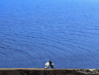 Dog on beach