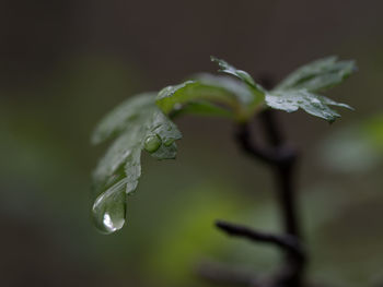 Close-up of raindrops on plant