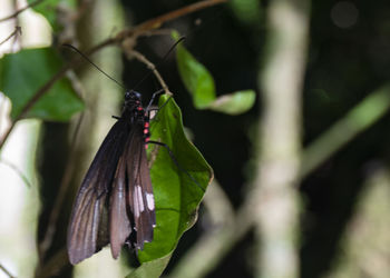 Close-up of insect on leaf