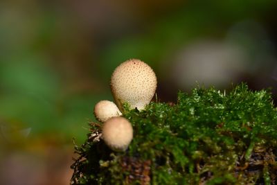 Close-up of mushroom growing on field