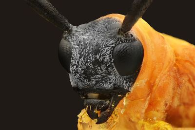 Close-up of insect against black background