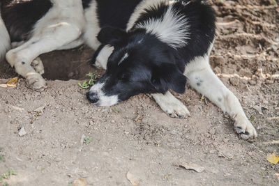 High angle view of stray dog sleeping on dirt