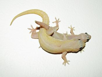 Close-up of lizard on wall