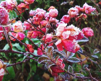 Close-up of pink flowers