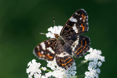 Close-up of butterfly pollinating on flower