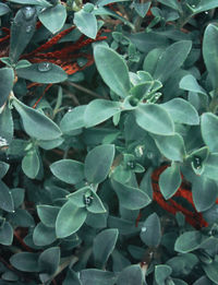 Close-up of leaves