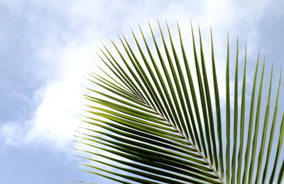 Close-up of palm tree against sky