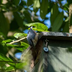 Close-up of bird perching on tree