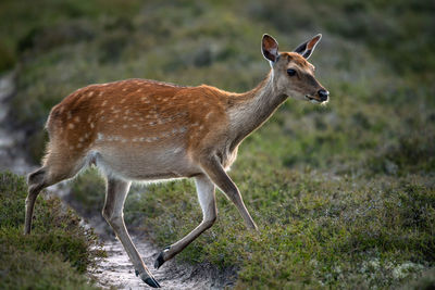 Side view of deer standing on field