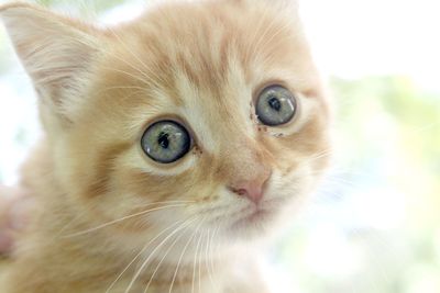 Close-up portrait of cat