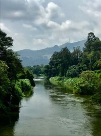 River amidst trees in forest against sky
