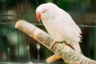 Close-up of parrot perching on tree