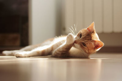 Close-up of cat lying on floor at home