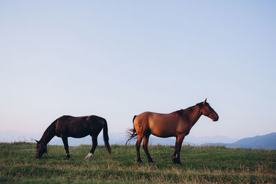 View of horses on grazing on field against sky