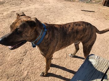 View of a dog looking away