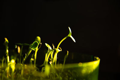 Close-up of plant against black background