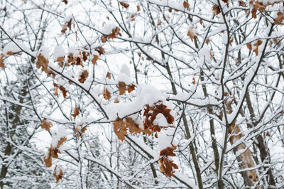 Low angle view of tree against sky during winter