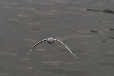 Close-up of insect on water