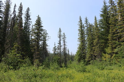 Pine trees in forest against clear sky