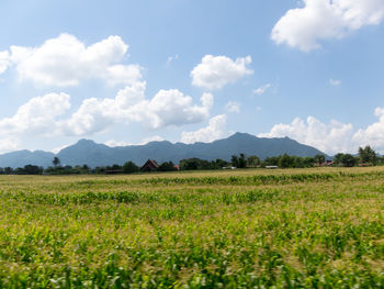 Scenic view of field against sky