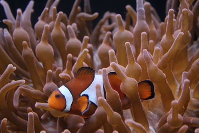 Close-up of clown fish in sea