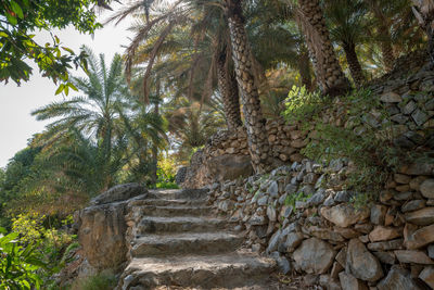 Stone wall by trees in forest