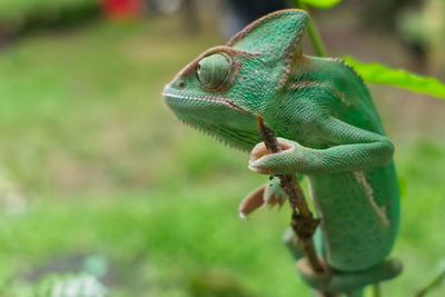 Green veiled chameleon 