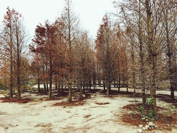 Trees on landscape against sky