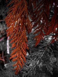 Close-up of red leaves on branch during autumn