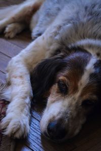 Close-up of dog resting