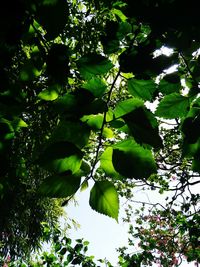 Low angle view of tree against sky