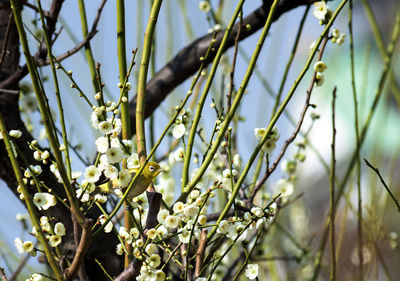 Close-up of flowering plant