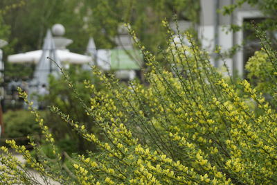 Close-up of fresh green plants