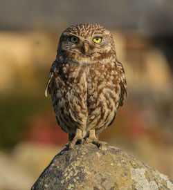 Close-up of owl perching