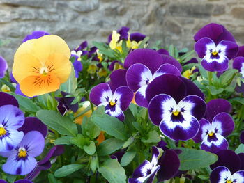 Close-up of purple flowers