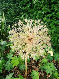Close-up of dandelion flower