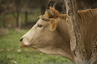 Close-up of a horse on field