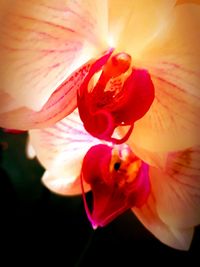 Close-up of day lily blooming outdoors