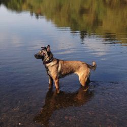 Dog swimming in water