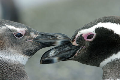 Close-up of a bird