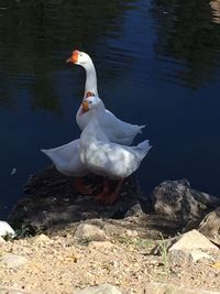 Swans swimming in lake