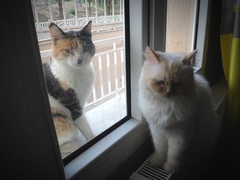 Portrait of cat on window sill