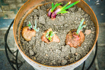 High angle view of food on plant