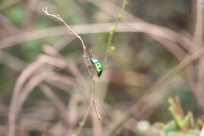 Close-up of insect on plant