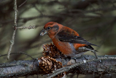 Close-up of sparrow perching on tree